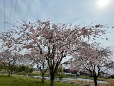 20220407手賀沼枝垂桜